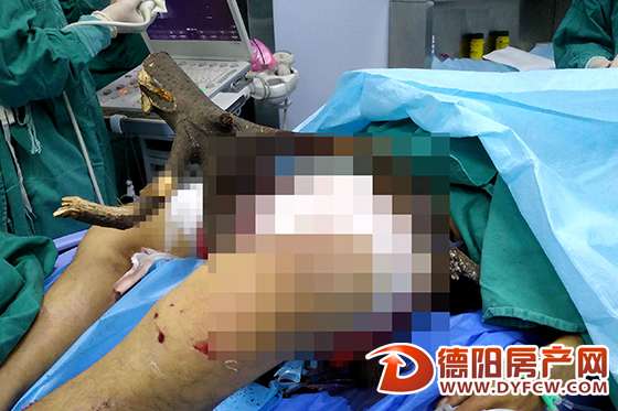男子从7楼摔下挂在树上 树杈插入大腿
