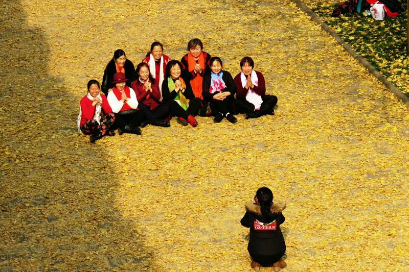 银杏落叶铺成“黄金地毯”石刻公园再添“人造景观”