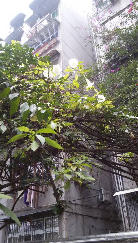 罕见！这株曼陀罗有两层楼高