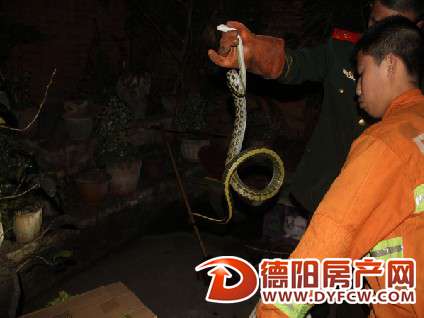 东电三区：花蛇夜闯小区 消防擒获放生