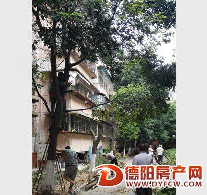 南泉小区:这些树到底要不要修剪？小区居民争起来了