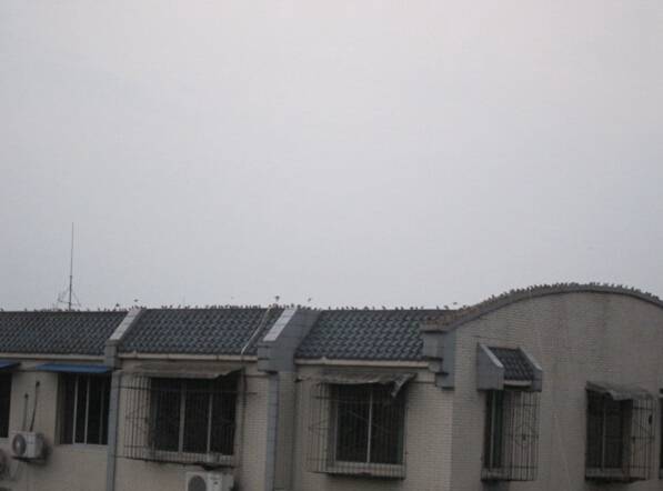 健康苑小区住户玻璃屡现弹孔