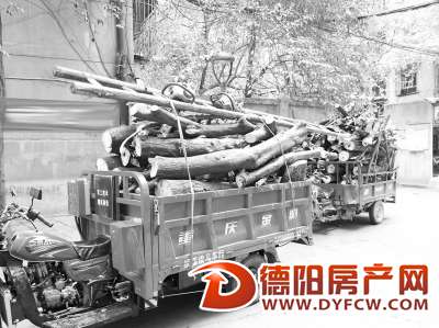 钟山街西城小区盆粗大树倒在阳台上 两年无人清理