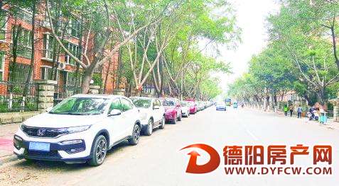 行道树“美容”的标准是什么？
