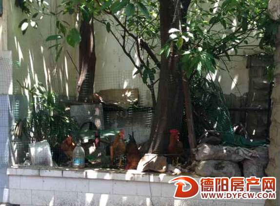 佛山街一宾馆后院养鸡 又吵又臭太扰民